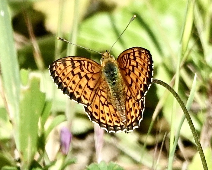 twin-spot fritillary